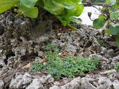 Indigofera trifoliata