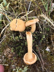 Lactarius alpinus mitis