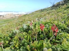 Indigofera tomentosa