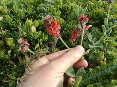 Indigofera tomentosa