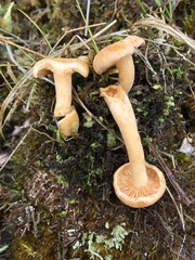 Lactarius alpinus mitis
