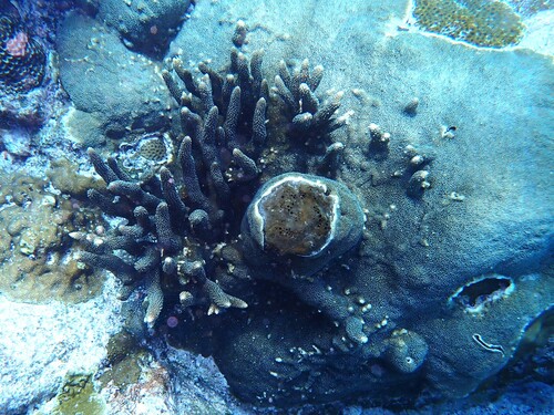 Acropora palmerae observed 2025-04-14