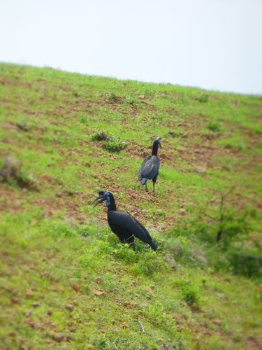 Abyssinian Ground-Hornbill