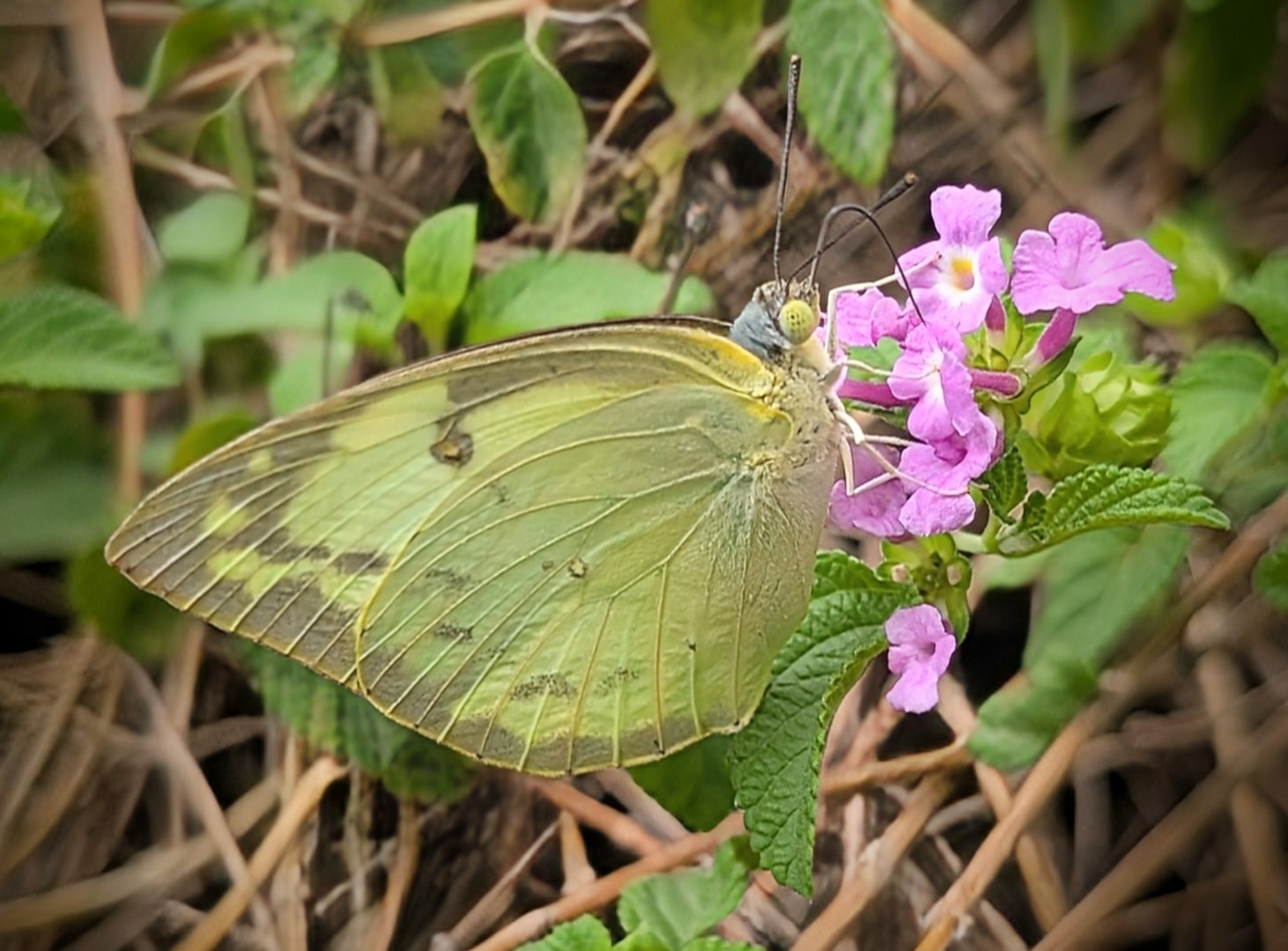 Lemon Emigrant