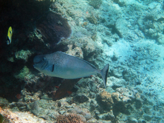Naso tonganus