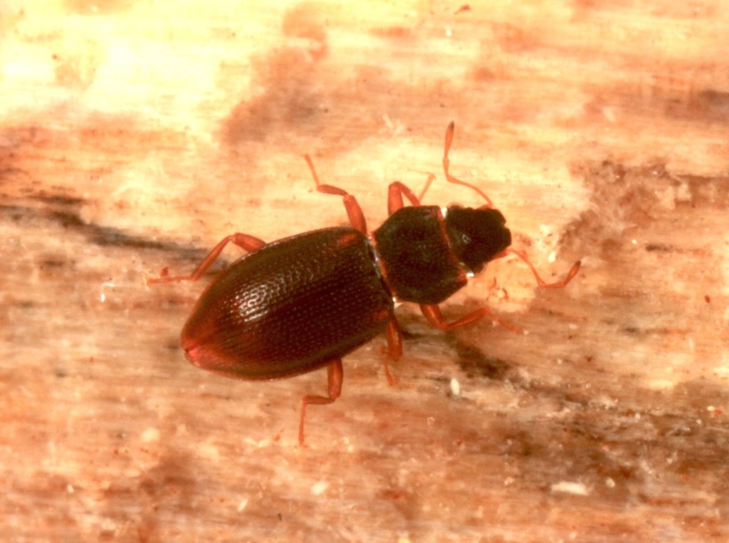 Hydraena kadowakii