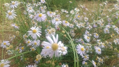 Aster lautureanus