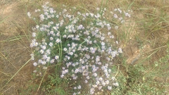 Aster lautureanus