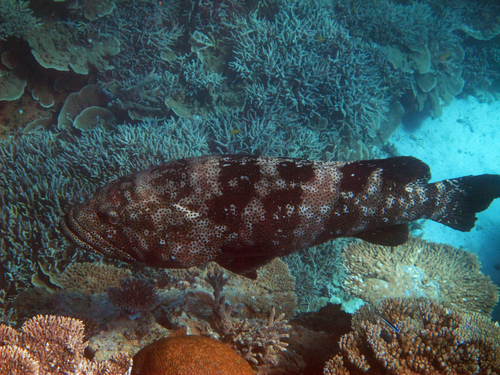 Malabar Grouper