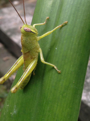 Cyrtacanthacridini