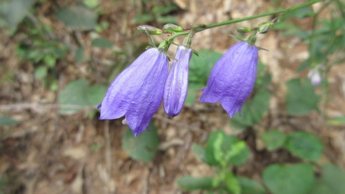 Adenophora stricta iNat (3)