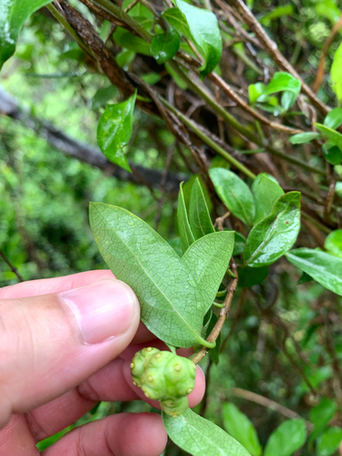 Gynochthodes parvifolia, photograph 1