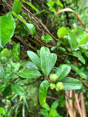 Gynochthodes parvifolia