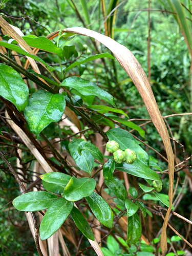 Gynochthodes parvifolia, photograph 3