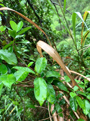 Gynochthodes parvifolia, photograph 2