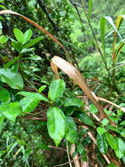 呂一起(Lyu yi-chi), CC BY, iNaturalist via GBIF Gynochthodes parvifolia, photograph 呂一起(Lyu yi-chi), CC BY, iNaturalist via GBIF