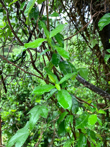 Gynochthodes parvifolia, photograph 4