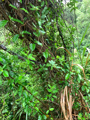Gynochthodes parvifolia, photograph 5