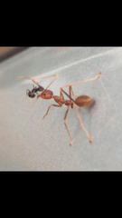 Oecophylla smaragdina