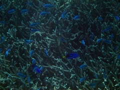 Paracanthurus hepatus