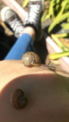 Cornu aspersum
