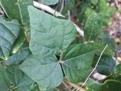 Rhynchosia caribaea
