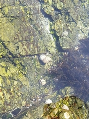 Littorina scutulata