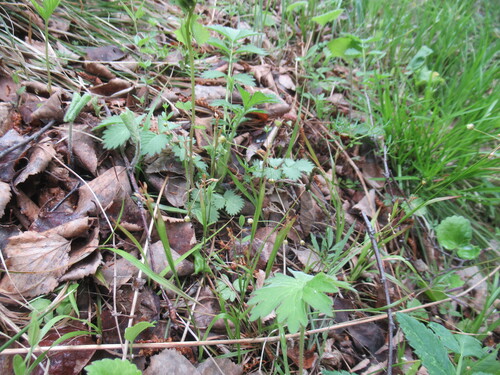 Hairy Woodrush (Luzula rufescens)