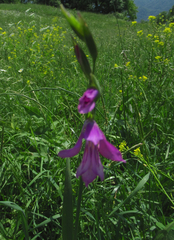 Gladiolus italicus