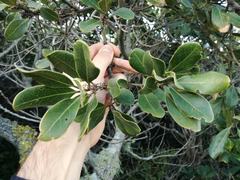 Euclea natalensis obovata