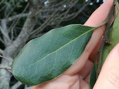 Euclea natalensis obovata