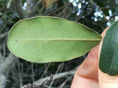 Euclea natalensis obovata