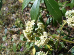 Hylotelephium maximum maximum