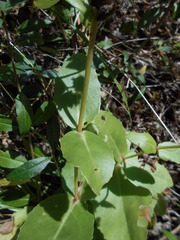 Hylotelephium maximum maximum