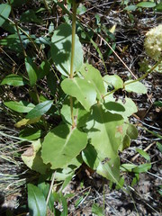 Hylotelephium maximum maximum