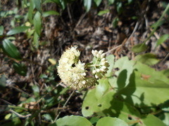 Hylotelephium maximum maximum