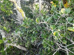 Dovyalis rotundifolia