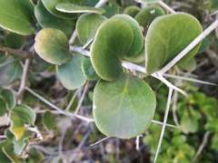 Dovyalis rotundifolia