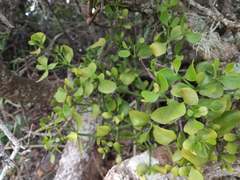 Viscum rotundifolium