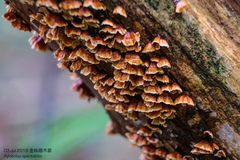 Xylobolus spectabilis