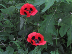 Papaver commutatum