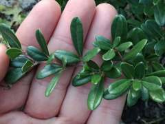 Rhoicissus tridentata