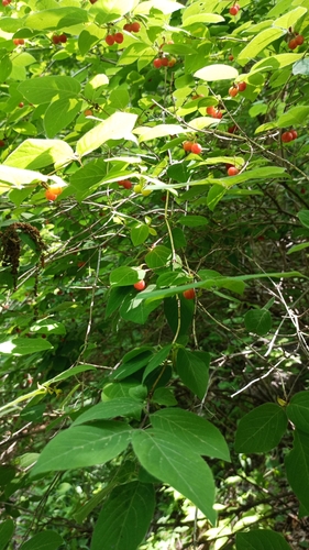 Lonicera praeflorens