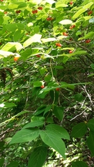 Lonicera praeflorens