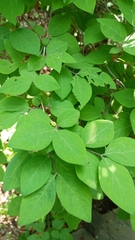 Lonicera praeflorens, photograph (c) Вячеслав Пискарев, some rights reserved (CC BY)