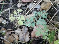 Cysticapnos cracca