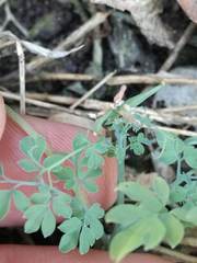 Cysticapnos cracca