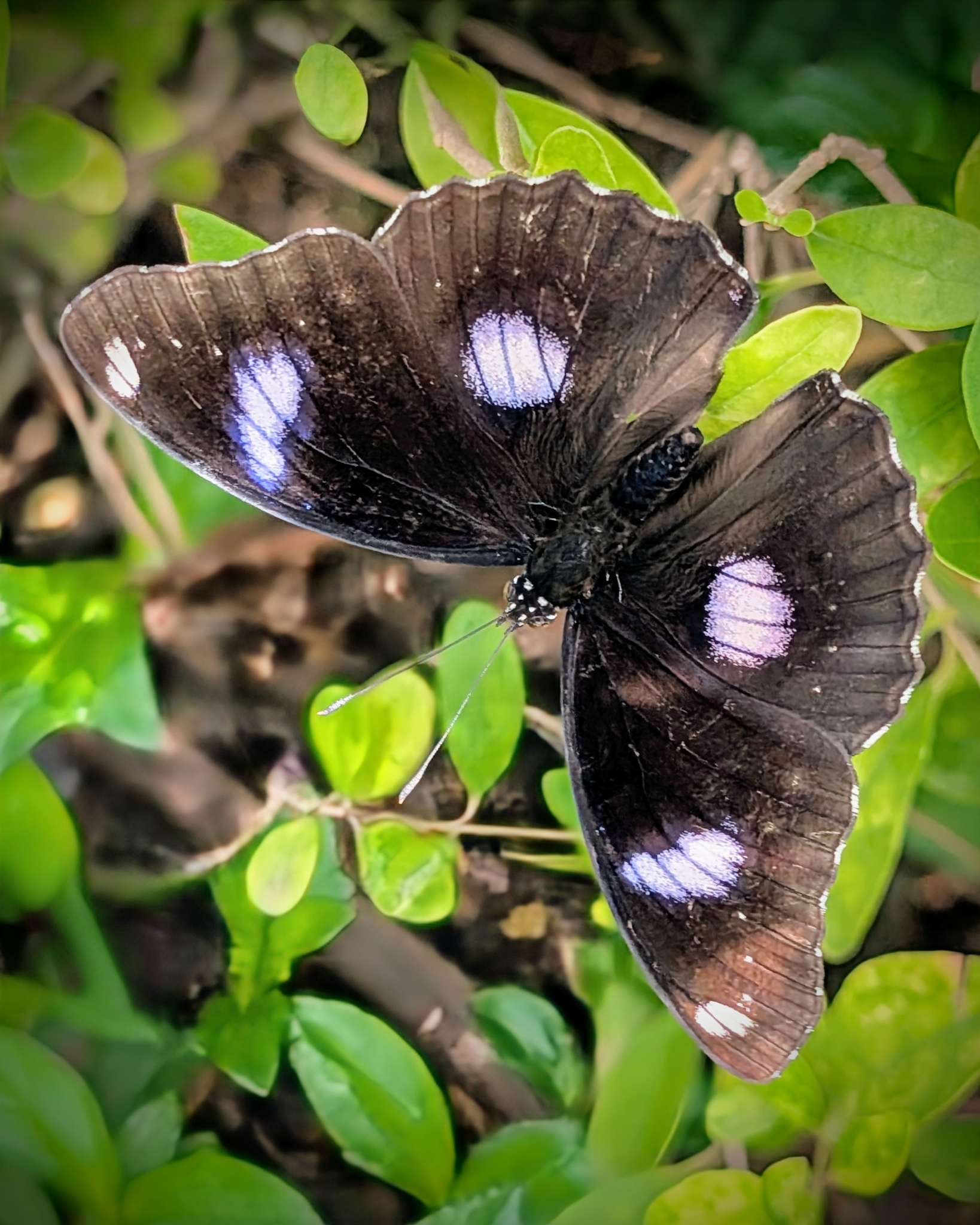 Great Eggfly