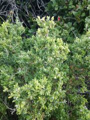 Exomis microphylla axyrioides