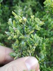 Exomis microphylla axyrioides